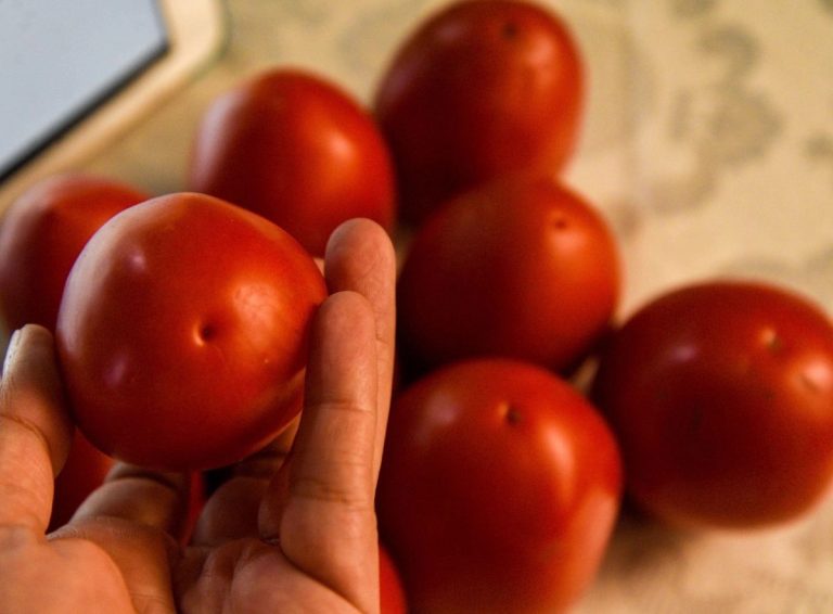 Estados Unidos impone arancel de 17.09% al jitomate mexicano tras romper acuerdo comercial