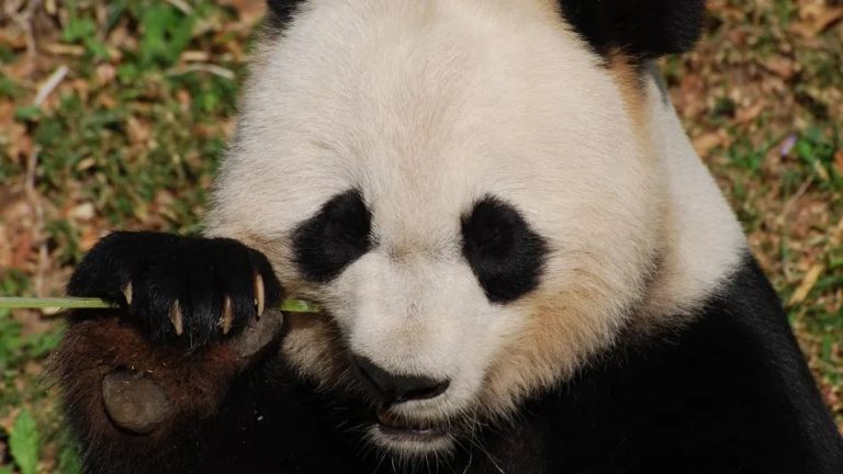 El panda gigante deja la categoría de peligro de extinción y muestra recuperación poblacional