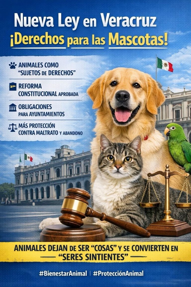 Veracruz reconoce derechos legales a las mascotas